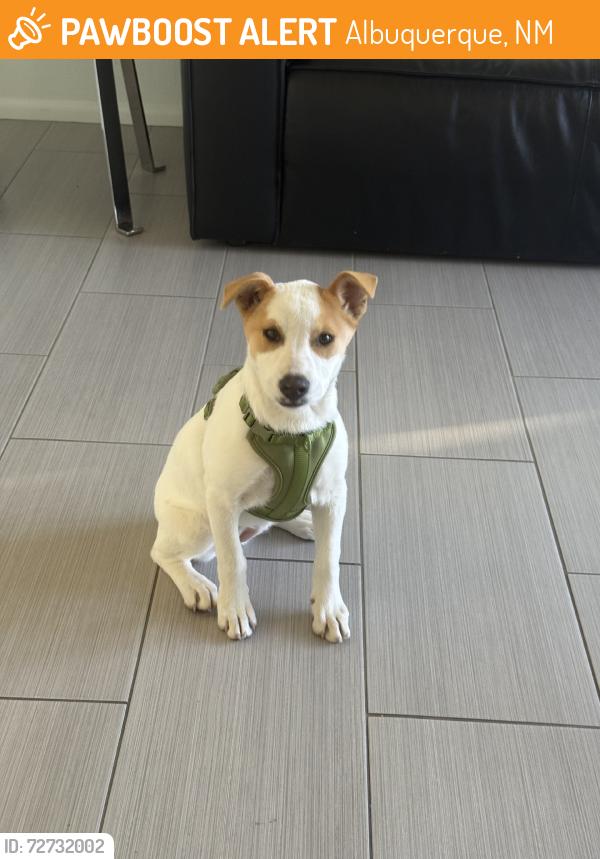 Found/Stray Female Dog last seen Chelwood Park, Albuquerque, NM 87112