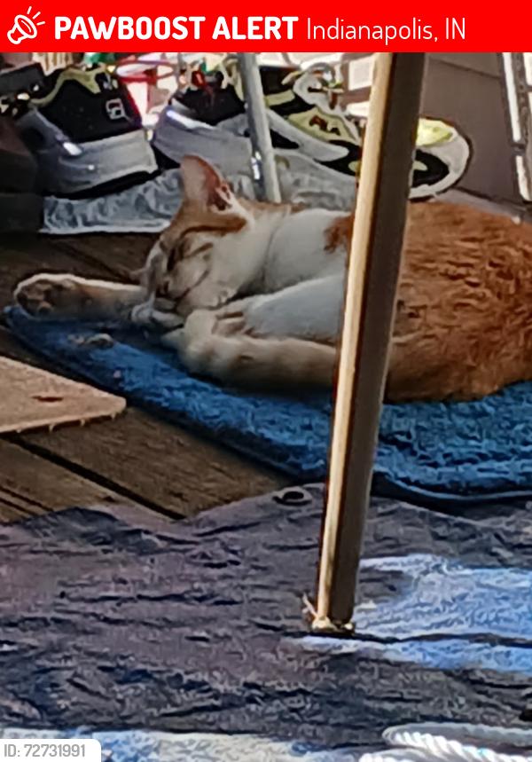 Lost Female Cat last seen W Vermont St Gonzalez Mobile  Park , Indianapolis, IN 46224