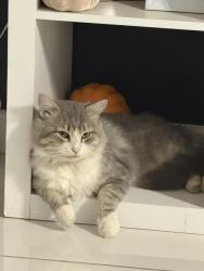 Lost Male Cat last seen N closner blvd, Edinburg, TX 78541
