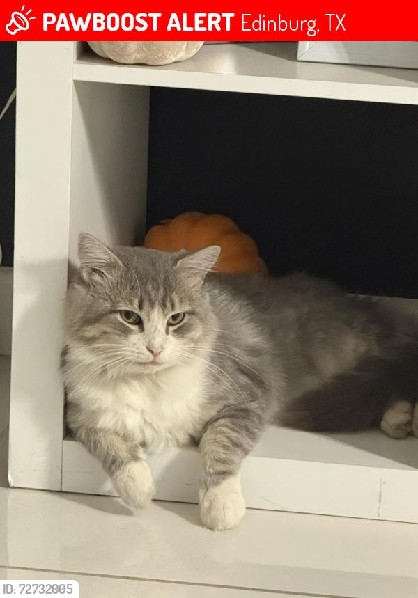 Lost Male Cat last seen N closner blvd, Edinburg, TX 78541