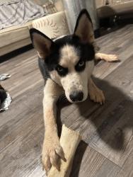 Found/Stray Female Dog last seen at the on cue on northwest express way across from the mcdonald's , Oklahoma City, OK 73118