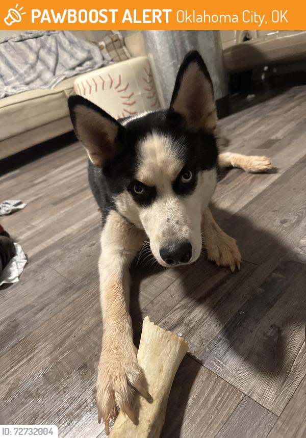 Found/Stray Female Dog last seen at the on cue on northwest express way across from the mcdonald's , Oklahoma City, OK 73118