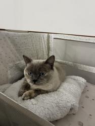 Lost Female Cat last seen sanctuary rise, Mickleham, VIC 3064