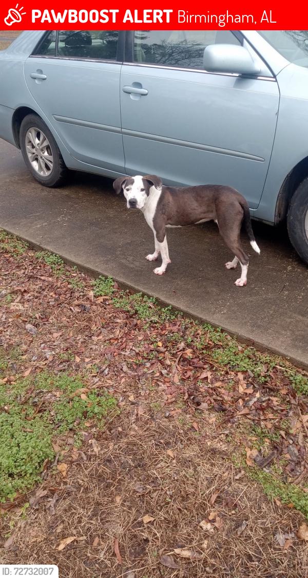 Lost Male Dog last seen Roebuck plaza, Birmingham, AL 35235