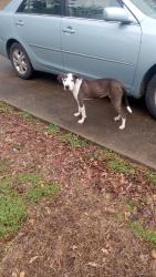 Lost Male Dog last seen Roebuck plaza, Birmingham, AL 35235