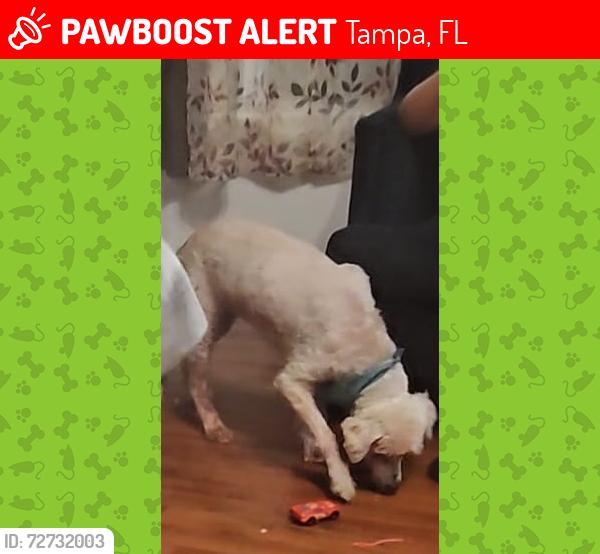 Lost Female Dog last seen Senset dr, Tampa, FL 33610
