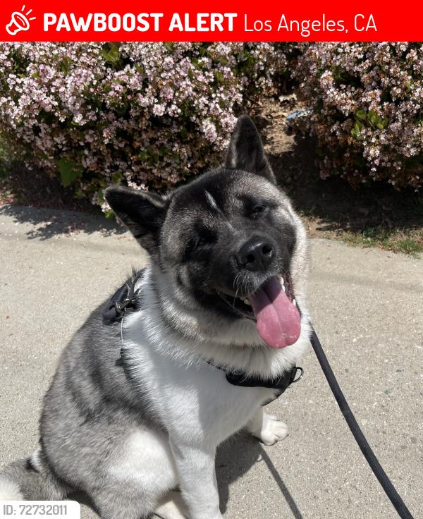 Lost Female Dog last seen Vanowen St & Woodley Ave, Los Angeles, CA 91406