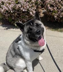 Lost Female Dog last seen Vanowen St & Woodley Ave, Los Angeles, CA 91406