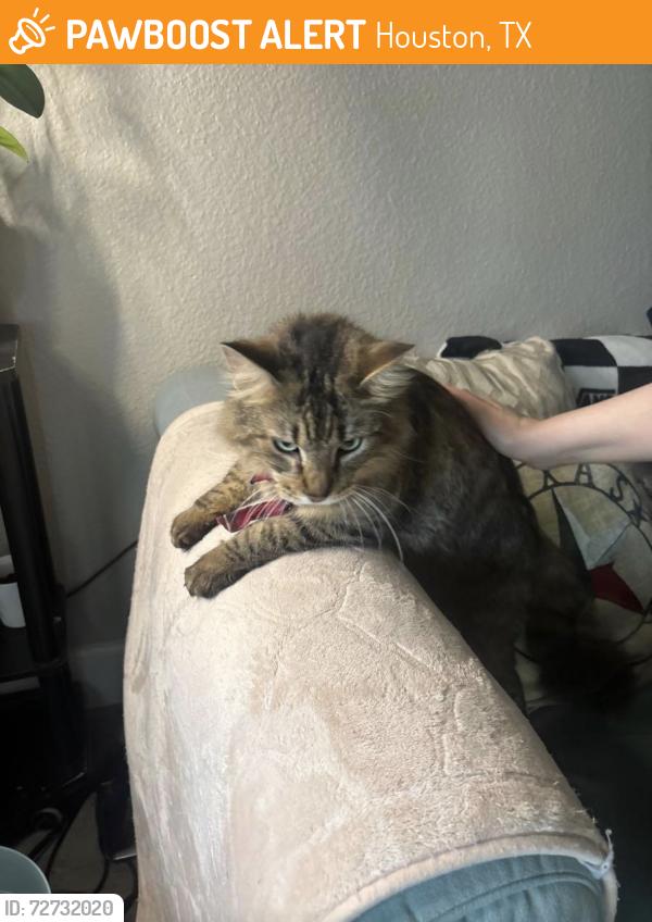 Found/Stray Unknown Cat last seen Buccaneer Ln, Houston, TX 77062