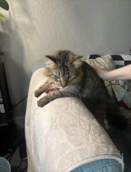 Found/Stray Unknown Cat last seen Buccaneer Ln, Houston, TX 77062