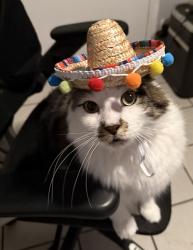 Lost Male Cat last seen Rising sun corona , Corona, CA 92881