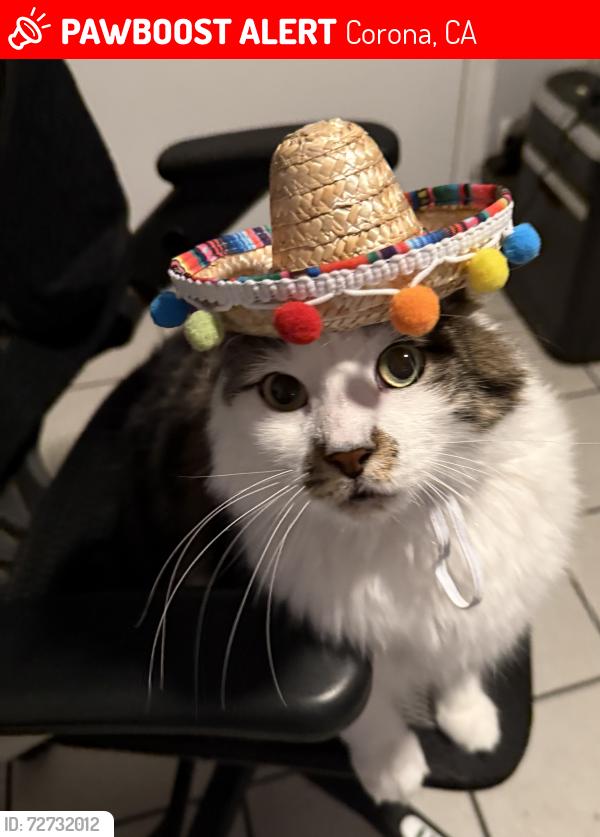 Lost Male Cat last seen Rising sun corona , Corona, CA 92881