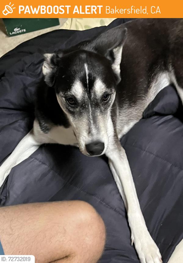 Found/Stray Female Dog last seen Donaldo, Bakersfield, CA 93306