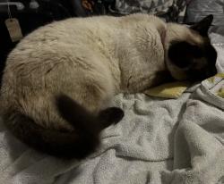 Lost Female Cat last seen Cypress Springs, Arlington, TX 76001