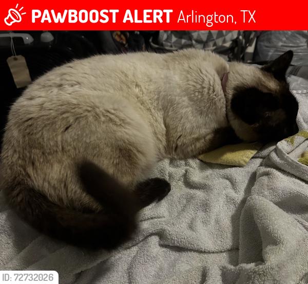 Lost Female Cat last seen Cypress Springs, Arlington, TX 76001