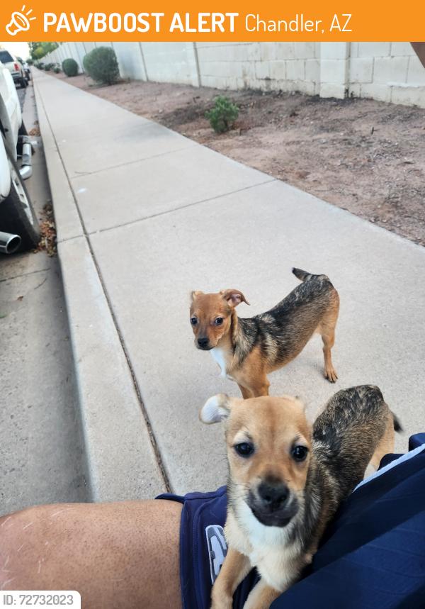 Found/Stray Unknown Dog last seen Hartford / Fairview, Chandler, AZ 85224