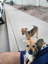 Found/Stray Unknown Dog last seen Hartford / Fairview, Chandler, AZ 85224