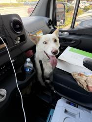 Found/Stray Male Dog last seen U-Haul city of industry , La Puente, CA 91744