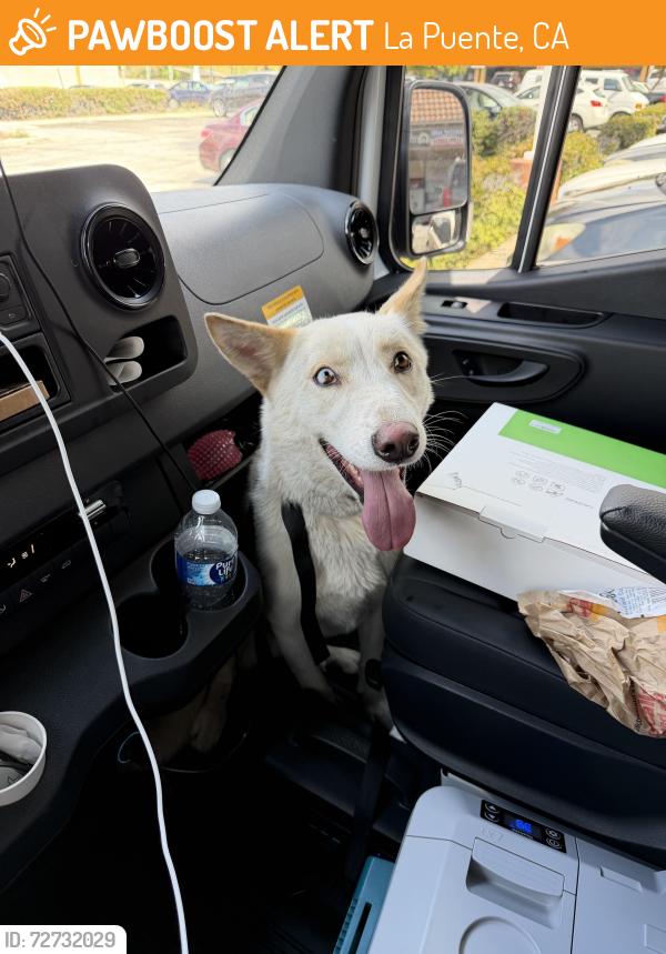 Found/Stray Male Dog last seen U-Haul city of industry , La Puente, CA 91744