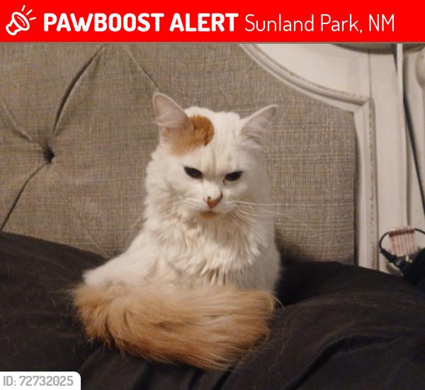 Lost Female Cat last seen Spruce Dr/Poplar/McNutt, Sunland Park, NM 88063