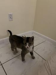 Found/Stray Male Cat last seen Near W 60th St Hialeah, FL  33012 United States, Hialeah, FL 33012