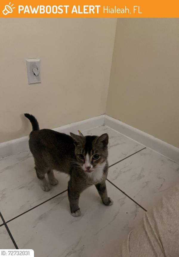 Found/Stray Male Cat last seen Near W 60th St Hialeah, FL  33012 United States, Hialeah, FL 33012