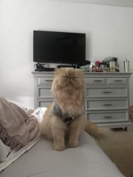 Lost Female Cat last seen 104th and Highway 2 Turnberry Neighborhood behind 7 11 , Commerce City, CO 80022