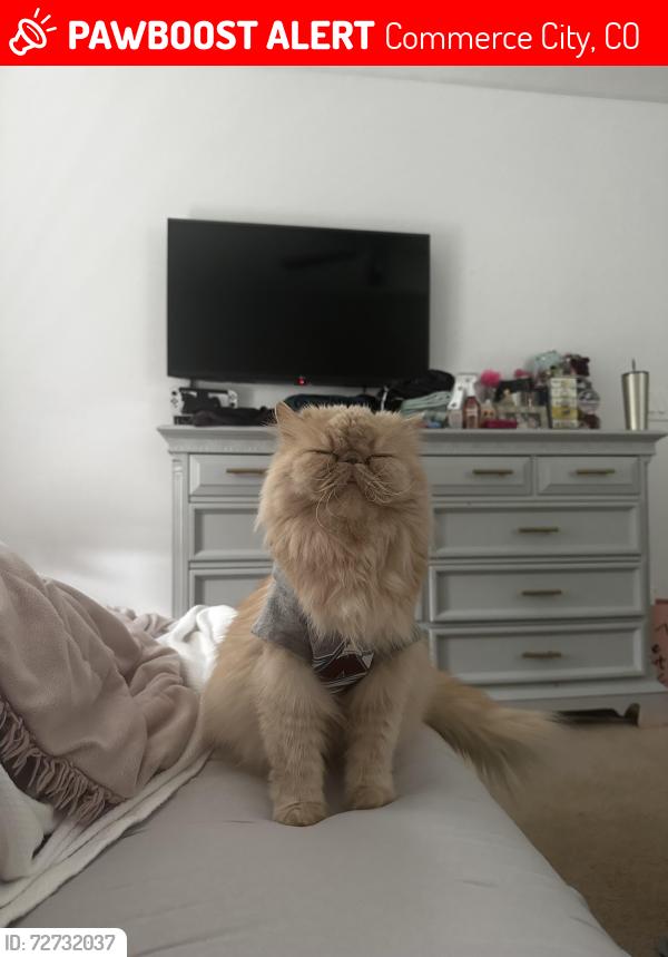 Lost Female Cat last seen 104th and Highway 2 Turnberry Neighborhood behind 7 11 , Commerce City, CO 80022