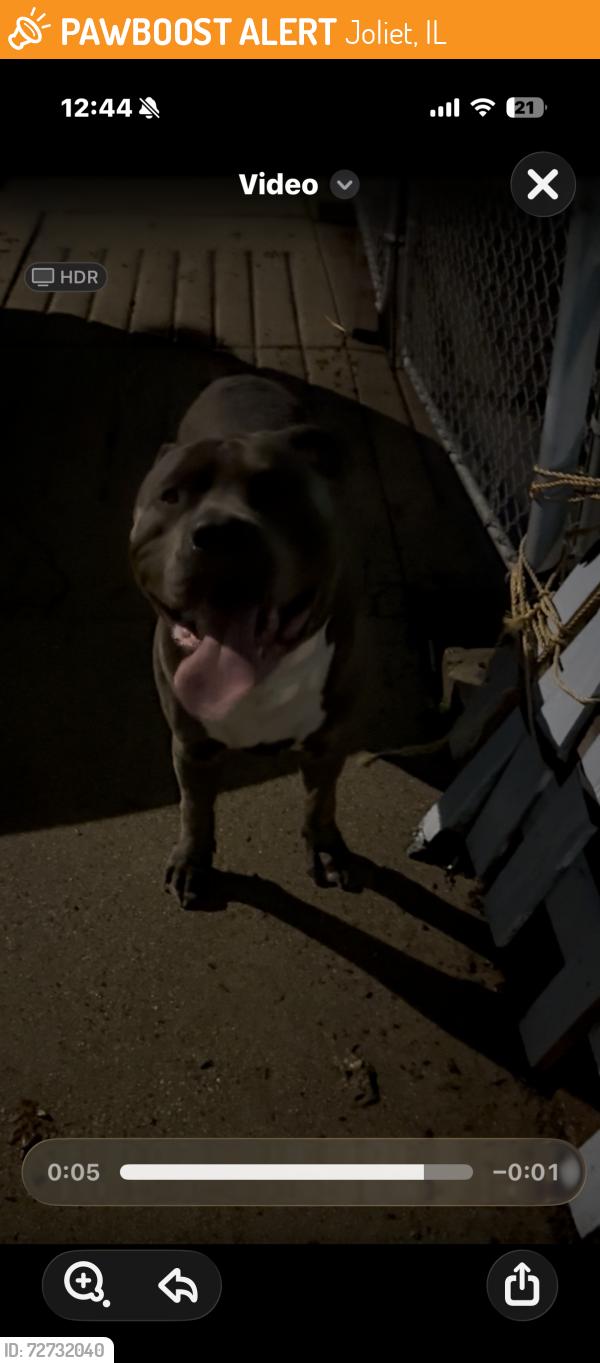Found/Stray Male Dog last seen South Raynor Ave , Joliet, IL 60436