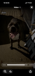Found/Stray Male Dog last seen South Raynor Ave , Joliet, IL 60436
