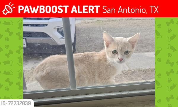 Lost Male Cat last seen Near Rosemary Farm, San Antonio, TX 78244