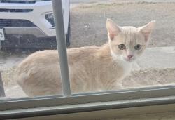 Lost Male Cat last seen Near Rosemary Farm, San Antonio, TX 78244