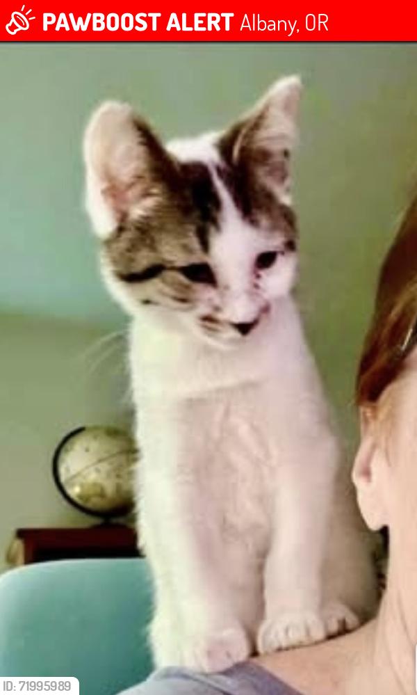 Lost Male Cat last seen Jefferson/Millersburg fire station on Woods Road, Albany, OR 97321