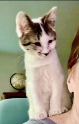 Lost Male Cat last seen Jefferson/Millersburg fire station on Woods Road , Albany, OR 97321