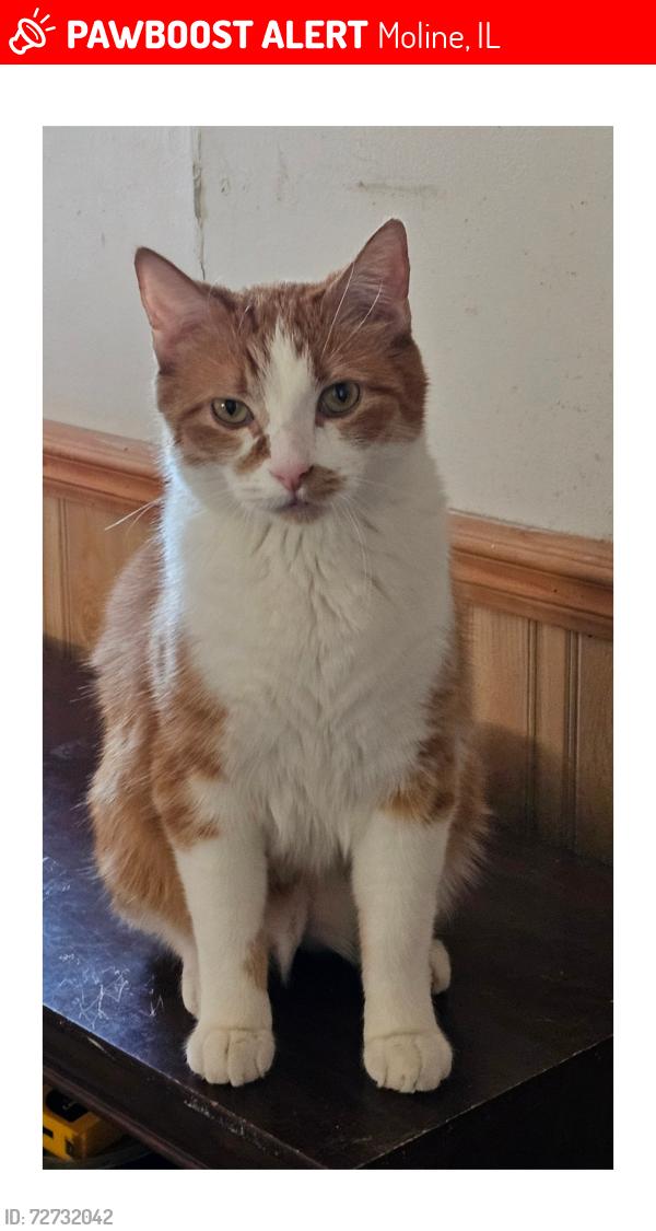 Lost Male Cat last seen Cloverleaf Trailer park, Moline, IL 61265