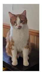 Lost Male Cat last seen Cloverleaf Trailer park, Moline, IL 61265