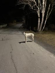 Found/Stray Unknown Dog last seen Parkhill rd and Purcell’s Cove rd, Halifax, NS B3P 1R2