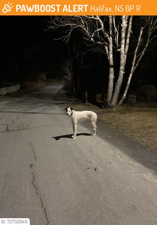 Found/Stray Unknown Dog last seen Parkhill rd and Purcell’s Cove rd, Halifax, NS B3P 1R2
