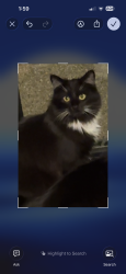 Lost Male Cat last seen Sleepy hollow , Pittsburgh, PA 15216