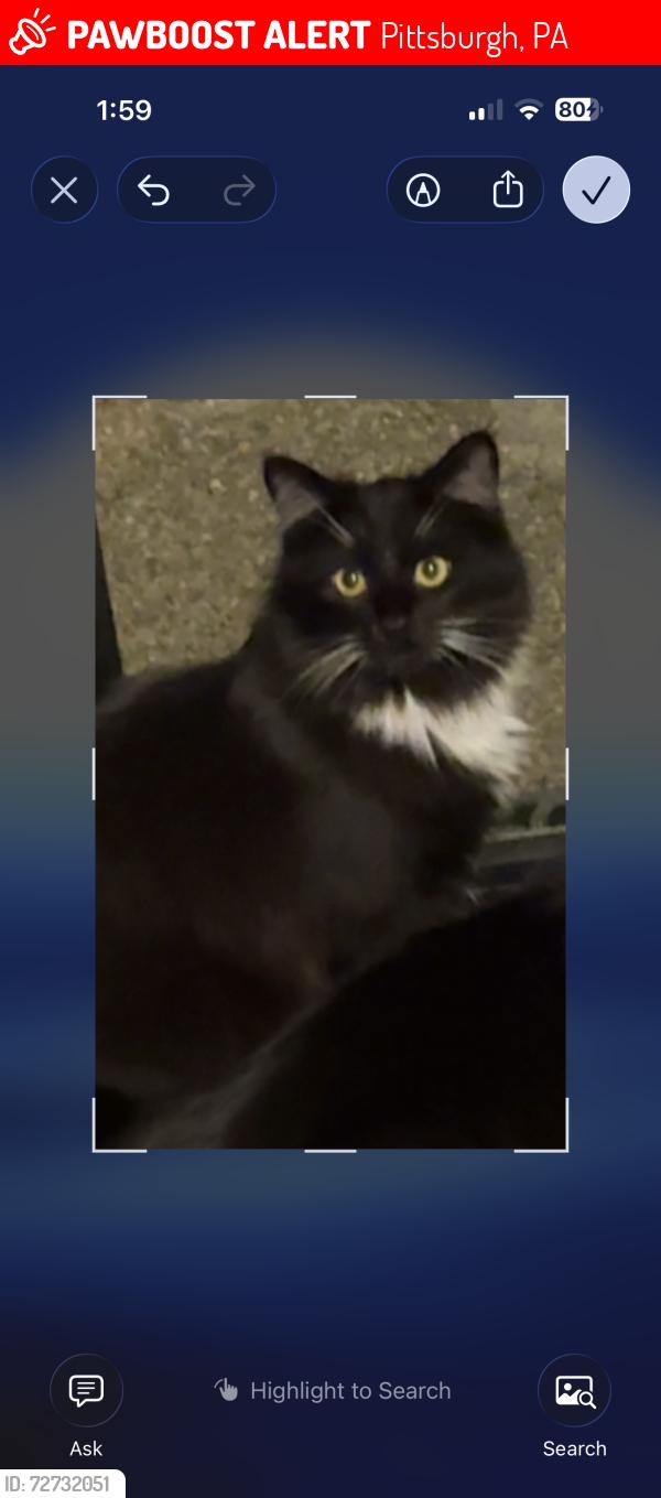 Lost Male Cat last seen Sleepy hollow , Pittsburgh, PA 15216