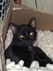 Lost Male Cat last seen By reed park, Tulsa, OK 74107