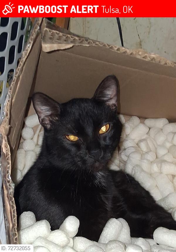 Lost Male Cat last seen By reed park, Tulsa, OK 74107