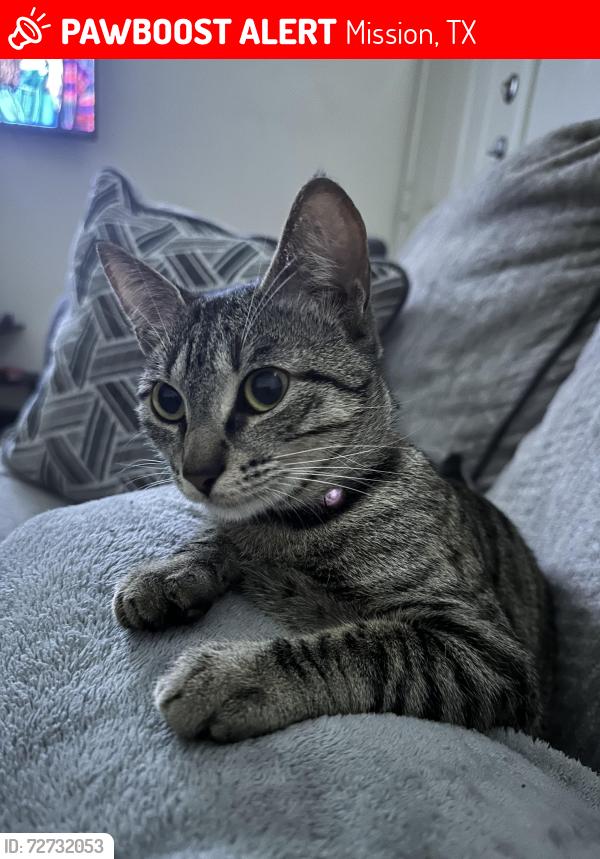 Lost Female Cat last seen Los ebanos or mostly known as 8 mile , Mission, TX 78573