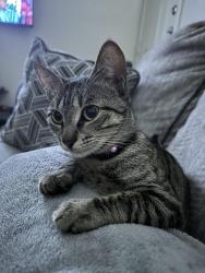 Lost Female Cat last seen Los ebanos or mostly known as 8 mile , Mission, TX 78573