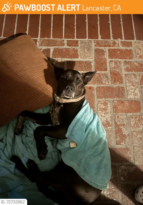 Found/Stray Female Dog last seen Near W Avenue I Lancaster Ca 93534, Lancaster, CA 93534
