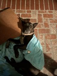 Found/Stray Female Dog last seen Near W Avenue I Lancaster Ca 93534, Lancaster, CA 93534