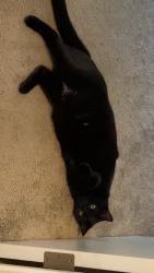 Lost Female Cat last seen Indian Hills Elementary, Tobias elementary , Beaverton, OR 97006