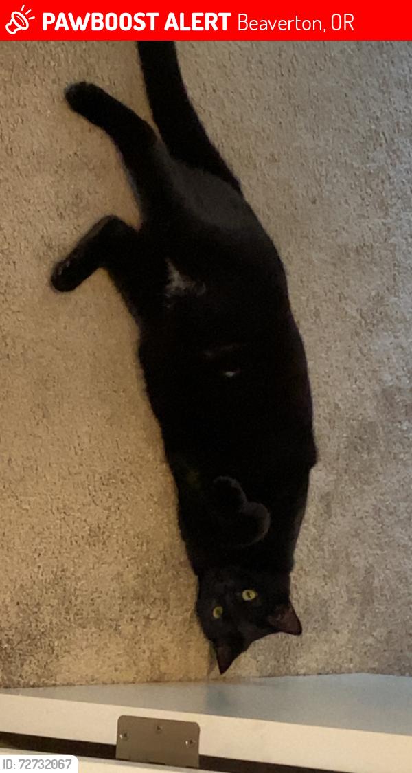 Lost Female Cat last seen Indian Hills Elementary, Tobias elementary , Beaverton, OR 97006