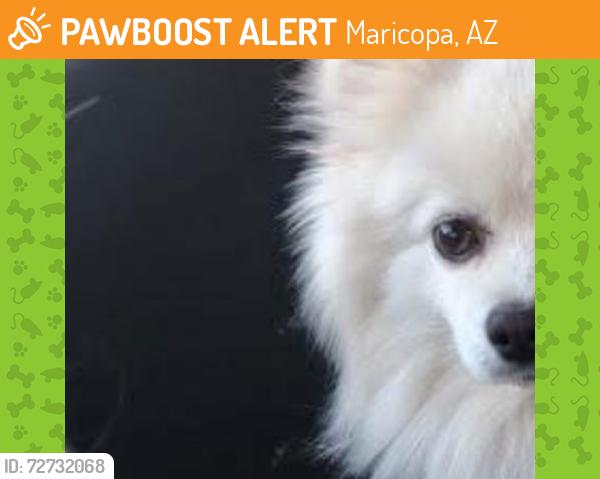 Found/Stray Unknown Dog last seen Near frys, Maricopa, AZ 85138
