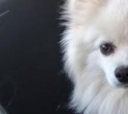 Found/Stray Unknown Dog last seen Near frys, Maricopa, AZ 85138